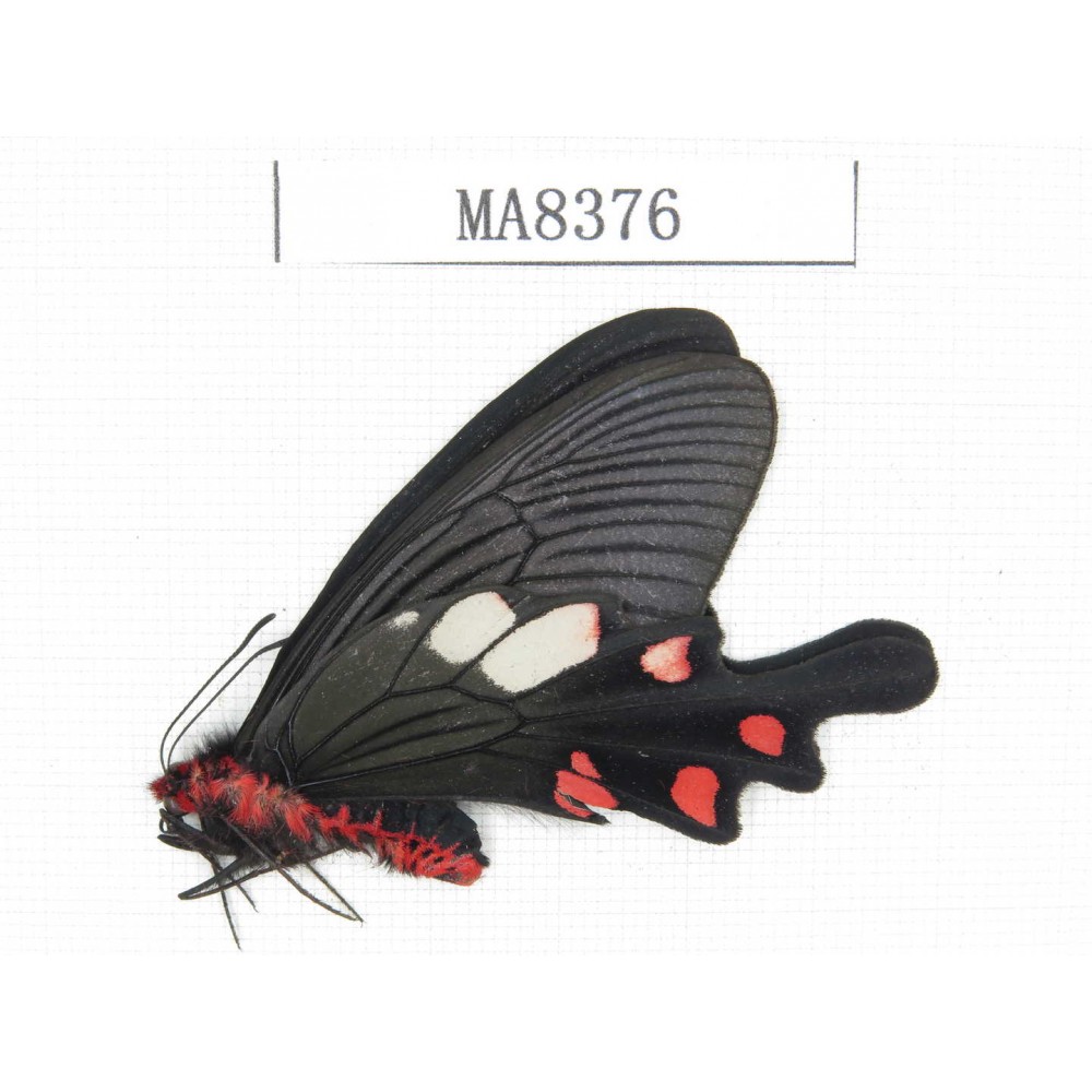 Byasa nevilli ssp. China, W of Yunnan, Dali, Fengyi town. 1M. MA8376.
