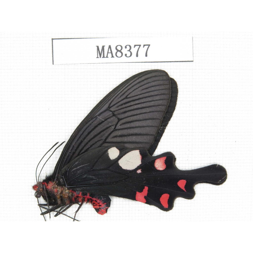 Byasa hedistus. China, W of Yunnan, Dali, Fengyi town. 1M. MA8377.