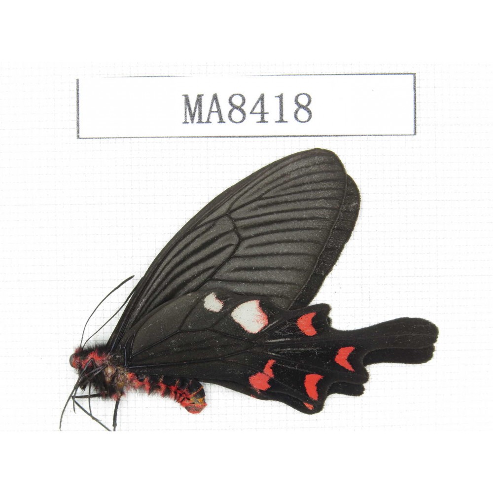 Byasa rhadinus. China, W of Yunnan, Dali area, S of Eryuan county.1M. MA8418.