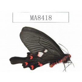Byasa rhadinus. China, W of Yunnan, Dali area, S of Eryuan county.1M. MA8418.