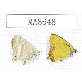 Heliophorus sp & Lampides boeticus. China, Sichuan, Yajiang county. 2M. MA8648.