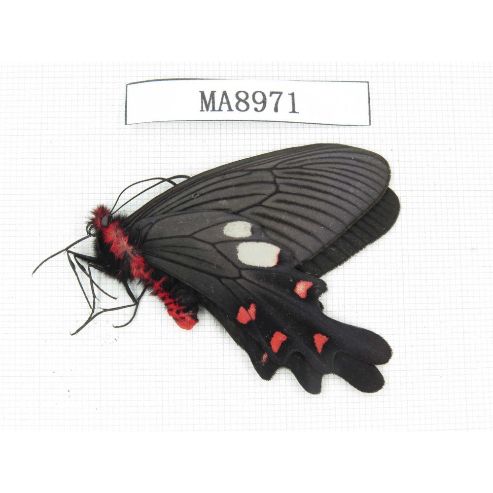 Byasa nevilli ssp. China, W of Yunnan, Lijiang area, W of Lijiang, N of Mt.Yunling. 1M. MA8971.