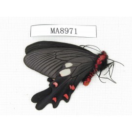 Byasa nevilli ssp. China, W of Yunnan, Lijiang area, W of Lijiang, N of Mt.Yunling. 1M. MA8971.