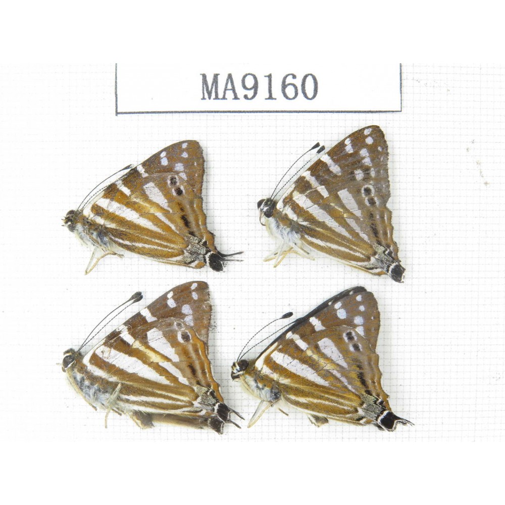 Dodona eugenes. China, Yunnan, Nujiang valley, S part of Mt.Biluoxueshan. 4M. MA9160.