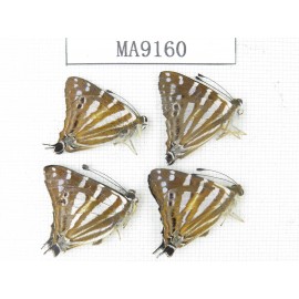 Dodona eugenes. China, Yunnan, Nujiang valley, S part of Mt.Biluoxueshan. 4M. MA9160.