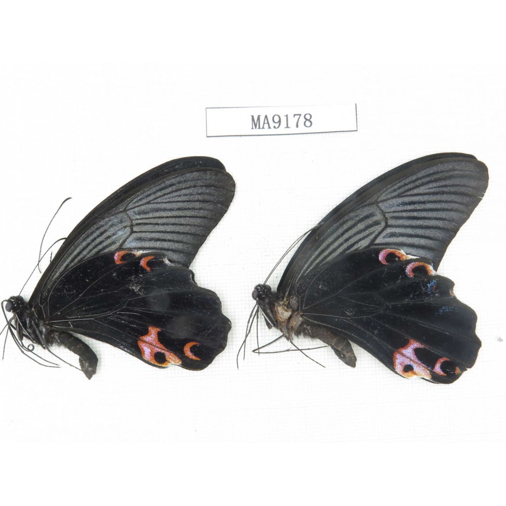 Papilio protenor ssp. China, NW of Yunnan, N part of Nujiang valley, S part of Mt.Biluoxueshan. 2M. MA9178.
