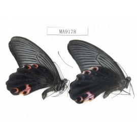 Papilio protenor ssp. China, NW of Yunnan, N part of Nujiang valley, S part of Mt.Biluoxueshan. 2M. MA9178.
