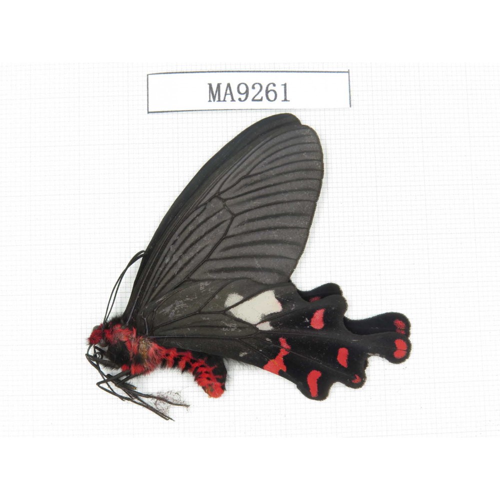 Byasa polueuctes polyeuctes. China, W of Yunnan, Dail, Fengyi town. 1M. MA9261.