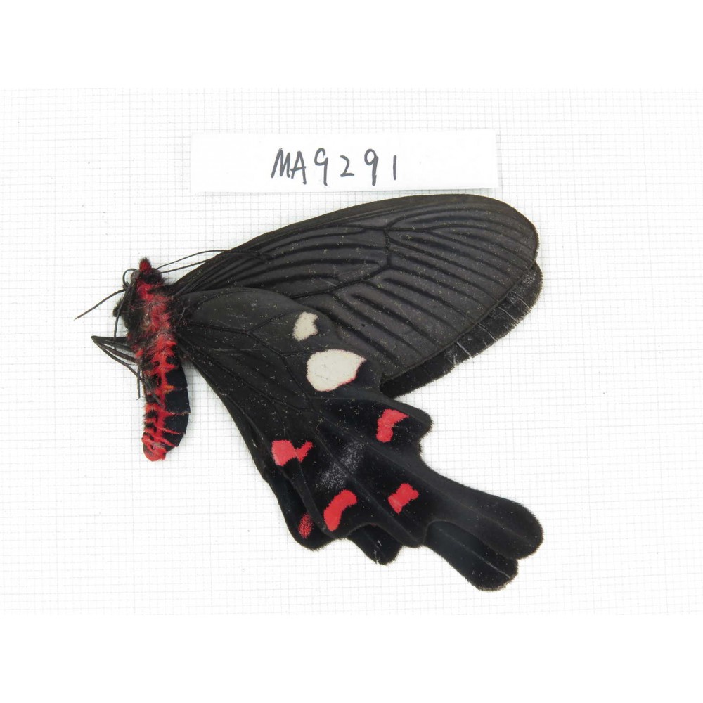 Byasa rhadinus. China, W of Yunnan, Dali area, Yangbi county, N of Mt. Cangshan. 1M. MA9291.
