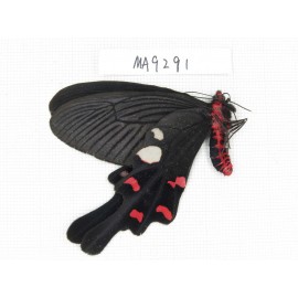 Byasa rhadinus. China, W of Yunnan, Dali area, Yangbi county, N of Mt. Cangshan. 1M. MA9291.