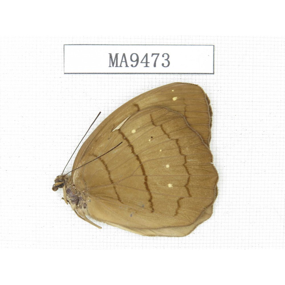 Faunis aerope. China, W of Sichuan, Yajiang county. 1M. MA9473.
