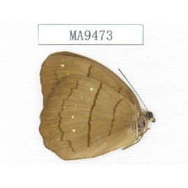 Faunis aerope. China, W of Sichuan, Yajiang county. 1M. MA9473.