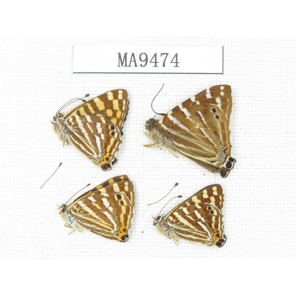 Dodona durga & Dodona dipoea. China, W of Sichuan,Yajiang county. 4M. MA9474.