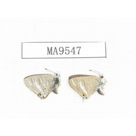 Lampides boeticus. China, Yunnan, Dali, Binchuan county. 2M. MA9547.