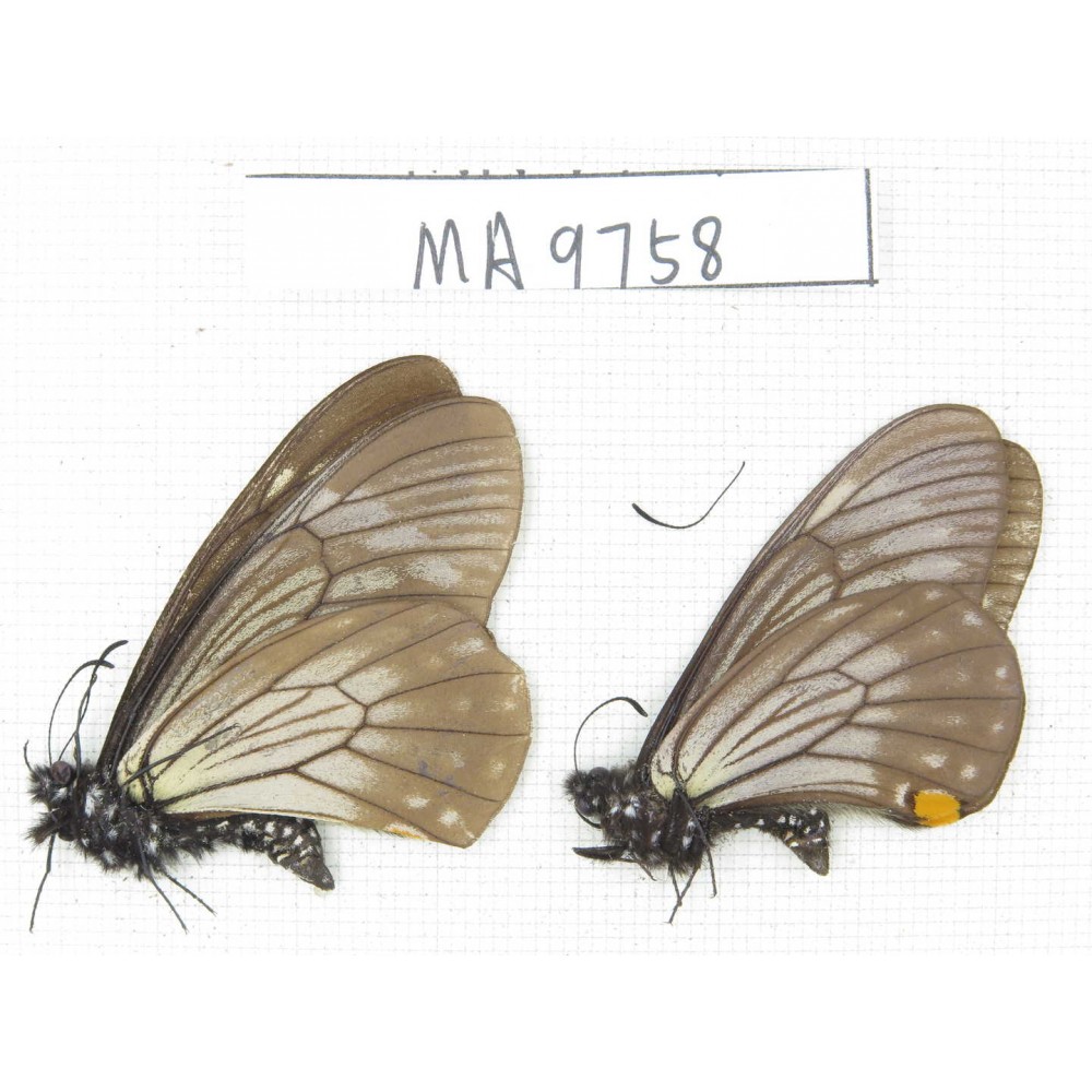 Papilio epycides ssp. China, W of Sichuan, Ganxi area, Danba county. 2M. MA9758.
