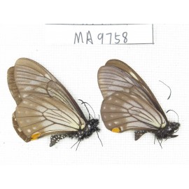 Papilio epycides ssp. China, W of Sichuan, Ganxi area, Danba county. 2M. MA9758.