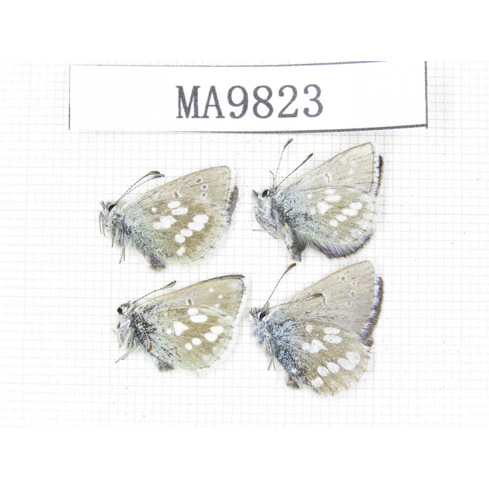 Albulina orbitula. China, Gansu, S of Jiayuguan, Mt.Qilianshan. 4M. MA9823.