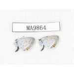 Everes argiades. China, Heilongjiang, Mudanjiang. 2M. MA9864.