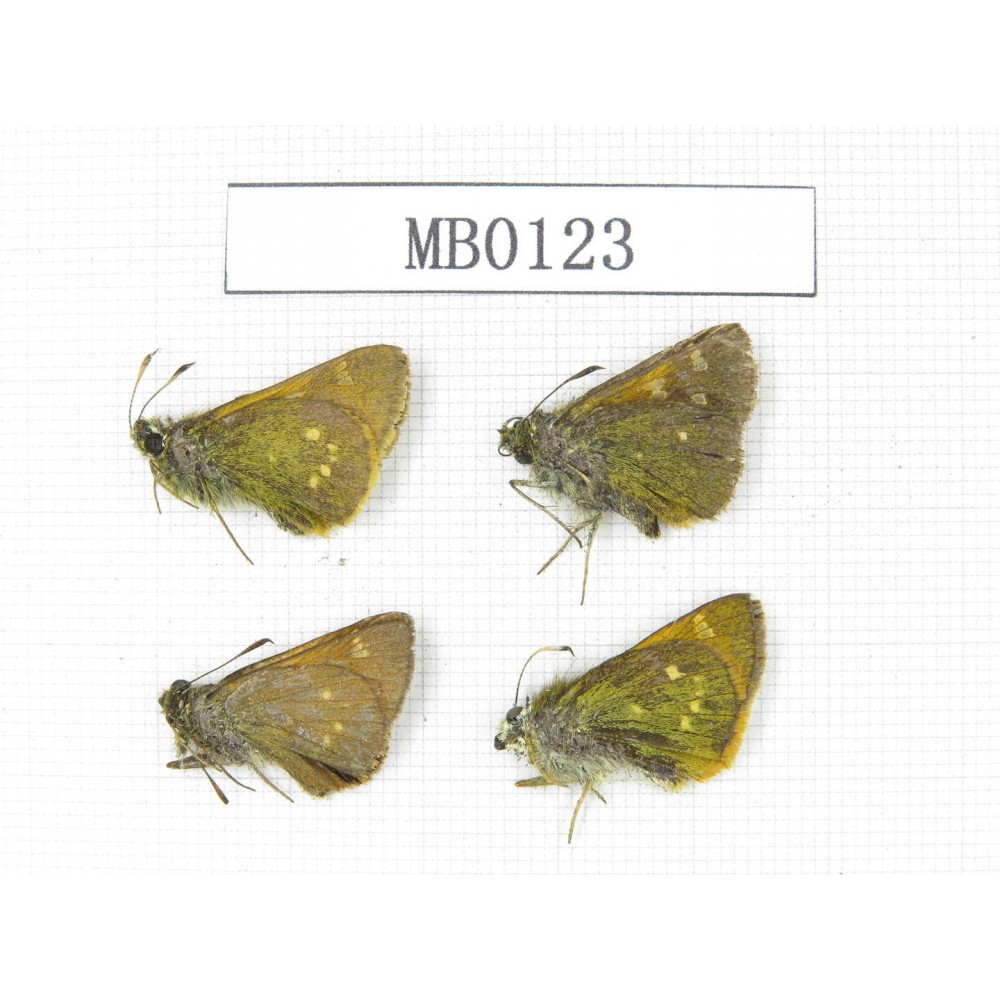 Thoressa sp. China, Yunnan, Xiangerila, Weixi county. 4M. MB0123.