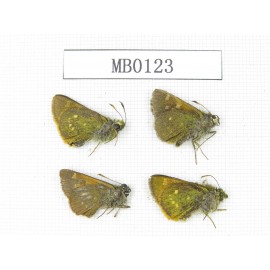 Thoressa sp. China, Yunnan, Xiangerila, Weixi county. 4M. MB0123.