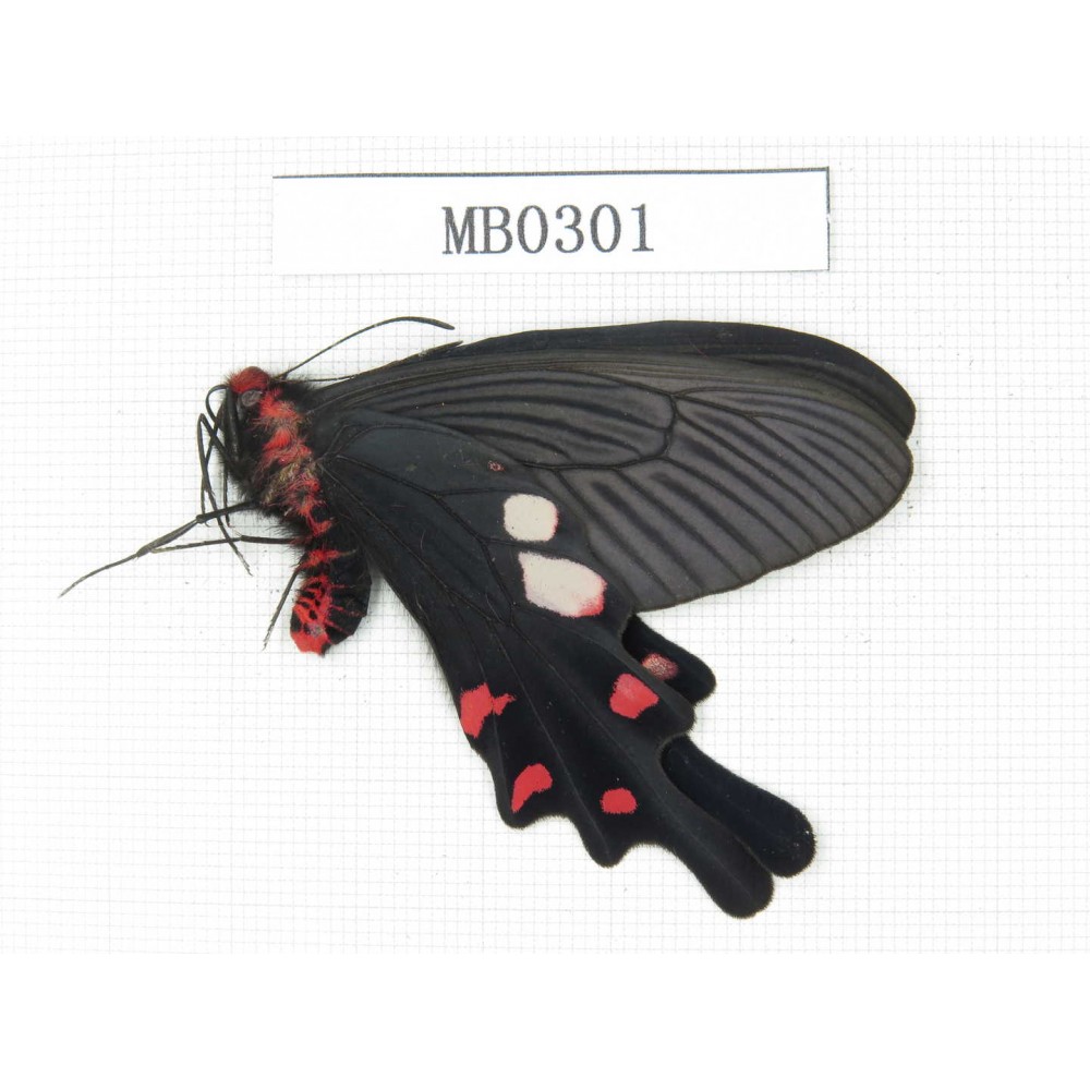 Byasa hedistus. China, Yunnan, Dali, Yangbi county. 1M. MB0301.