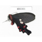 Byasa hedistus. China, Yunnan, Dali, Yangbi county. 1M. MB0301.