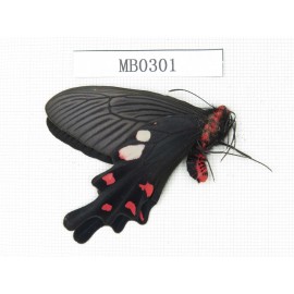 Byasa hedistus. China, Yunnan, Dali, Yangbi county. 1M. MB0301.