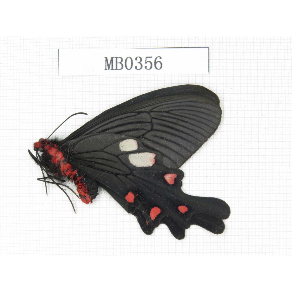 Byasa nevilli ssp. China, Yunnan, Dali, Fengyi. 1M. MB0356.