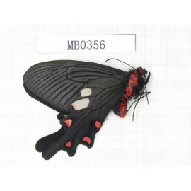 Byasa nevilli ssp. China, Yunnan, Dali, Fengyi. 1M. MB0356.