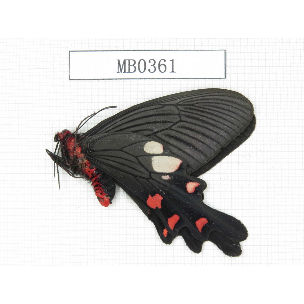 Byasa nevilli ssp. China, Yunnan, Dali, Fengyi. 1M. MB0361.