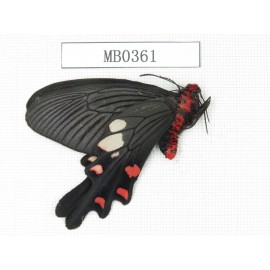 Byasa nevilli ssp. China, Yunnan, Dali, Fengyi. 1M. MB0361.
