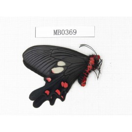 Byasa nevilli ssp. China, Yunnan, Dali, Fengyi. 1M. MB0369.