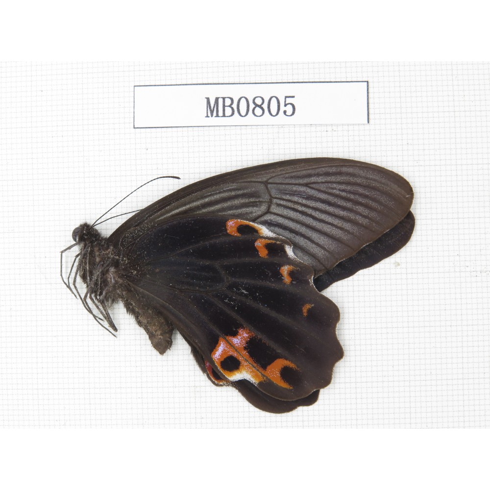 Papilio protenor ssp. China, Sichuan, Ganzi, Yajiang county. 1M. MB0805.