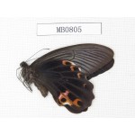 Papilio protenor ssp. China, Sichuan, Ganzi, Yajiang county. 1M. MB0805.