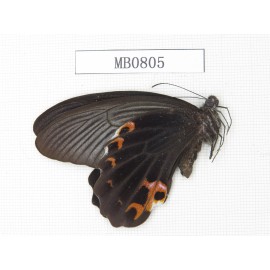 Papilio protenor ssp. China, Sichuan, Ganzi, Yajiang county. 1M. MB0805.