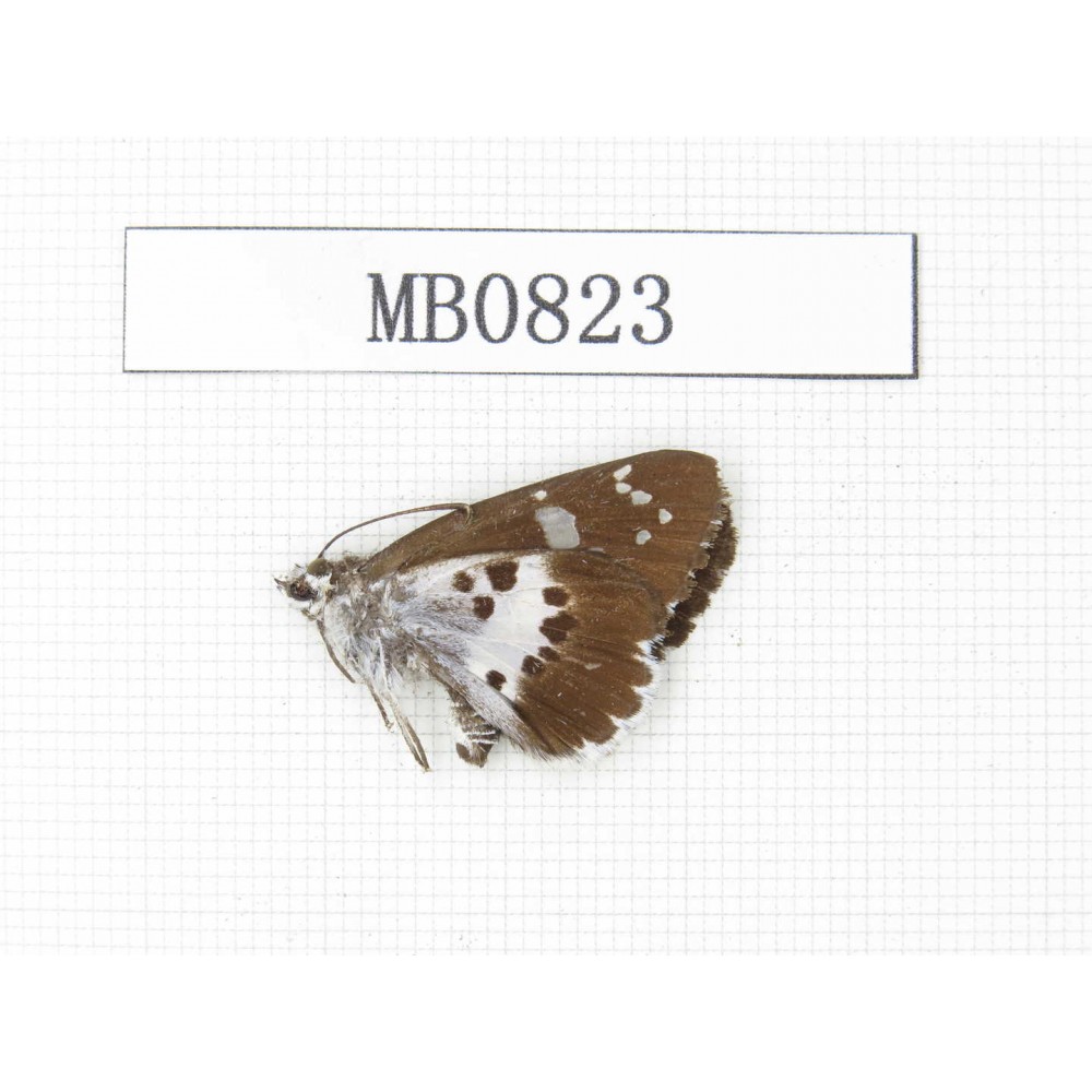Daimio tethys. China, Sichuan, Ganzi, Yajiang county. 1M. M0823.
