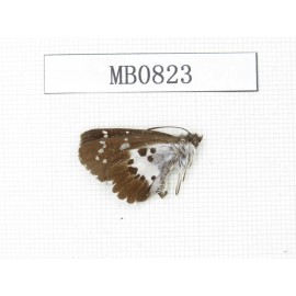 Daimio tethys. China, Sichuan, Ganzi, Yajiang county. 1M. M0823.