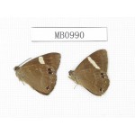 Abisara fylloides. China, Sichuan, Ganzi, Lushan county. 2M. MB0990.