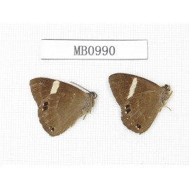 Abisara fylloides. China, Sichuan, Ganzi, Lushan county. 2M. MB0990.