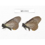 Papilio epycides ssp. China, Sichuan, Lushan county. 2M. MB1044.