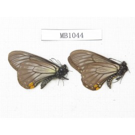 Papilio epycides ssp. China, Sichuan, Lushan county. 2M. MB1044.