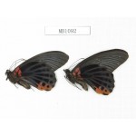 Papilio memnon ssp. China, Sichuan, Danba county. 2M. MB1092.