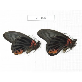 Papilio memnon ssp. China, Sichuan, Danba county. 2M. MB1092.
