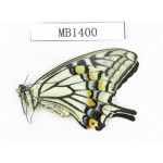 Papilio xuthus ssp. China, Yunnan, Dali, C of Mt.Yunling. 1F. MB1400.