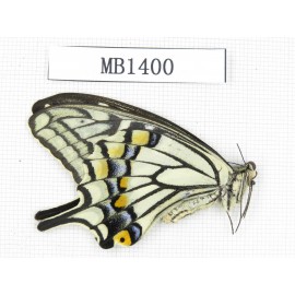 Papilio xuthus ssp. China, Yunnan, Dali, C of Mt.Yunling. 1F. MB1400.