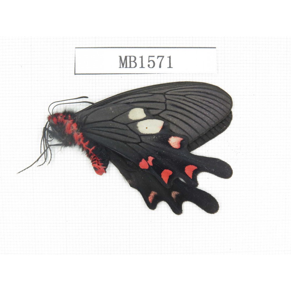Byasa nevilli ssp. China, Yunnan, Dali, S of Dali. 1M. MB1571.
