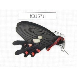 Byasa nevilli ssp. China, Yunnan, Dali, S of Dali. 1M. MB1571.