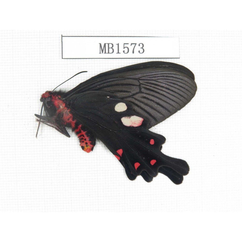Byasa hedistus. China, Yunnan, Dali, S of Dali. 1M. MB1573.