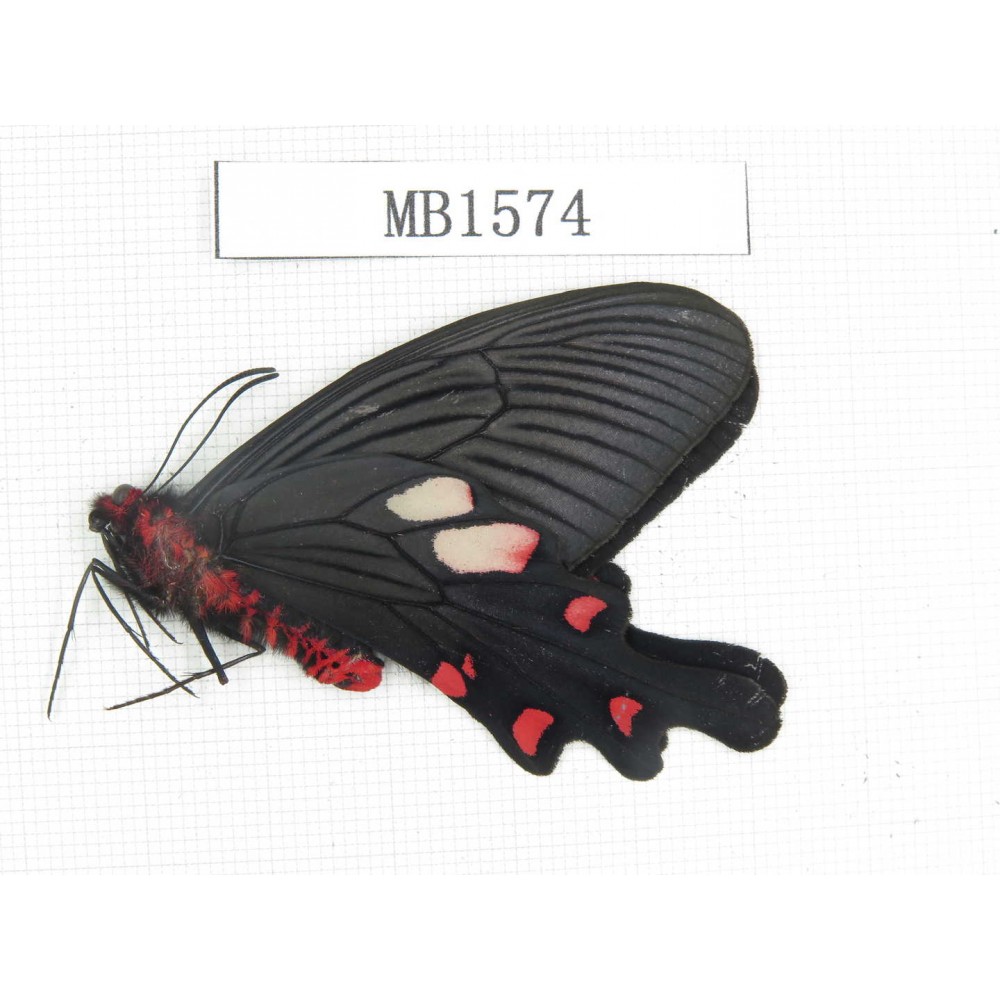 Byasa nevilli ssp. China, Yunnan, Dali, S of Dali. 1M. MB1574.