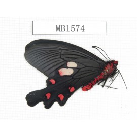 Byasa nevilli ssp. China, Yunnan, Dali, S of Dali. 1M. MB1574.